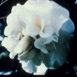 ETR Carlyon